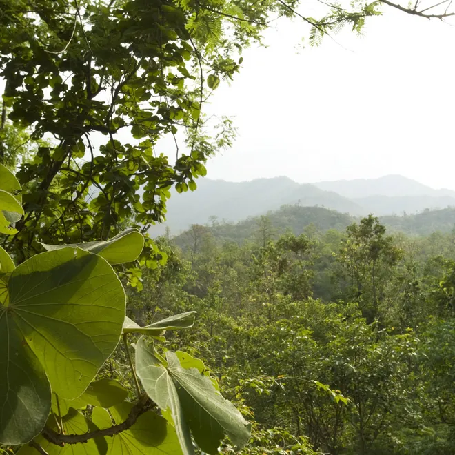 A forested landscape with mountains in the distance
