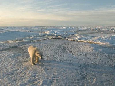 Climate change and polar bears