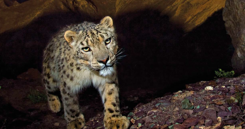 Climate Change in the Snow Leopard Landscapes of Asia‚'s High Mountain ...