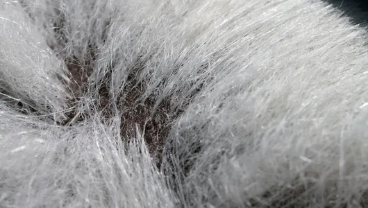 Close up of polar bear's skin and hair