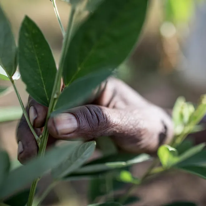Close up of a hand holding part of a plant