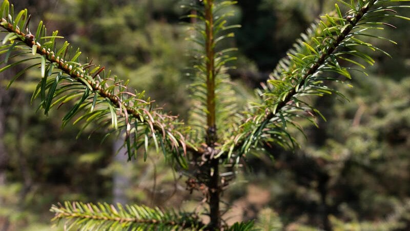 A color photo showing a closeup view of atree in Guatemala