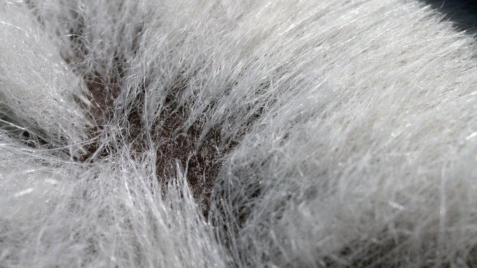 Close up of polar bear's skin and hair