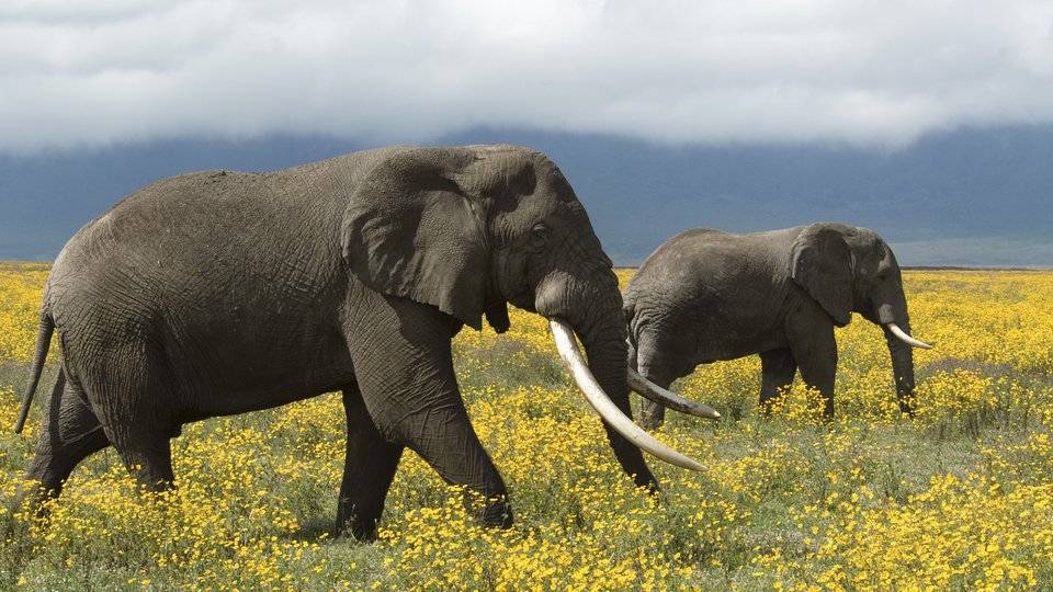 Coastal East Africa, African Elephants, Tanzania