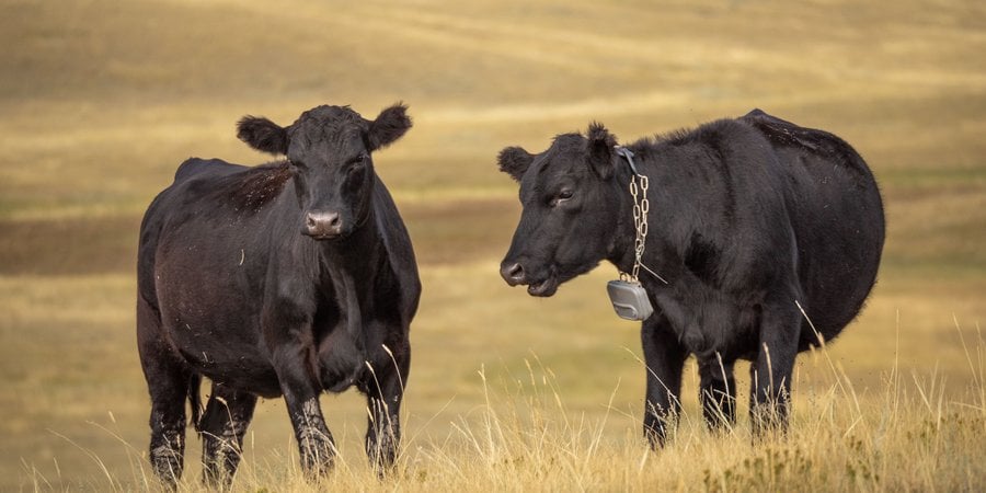 Two black cows stand in native grasses wearing virtual collars