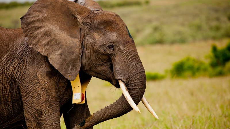 A gray elephant with white tusks and a radio collar with grasslands in the backround.