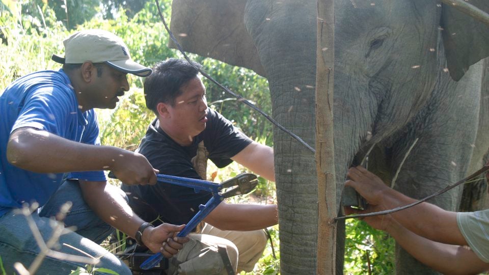 Two men placing a collar on an elephant.