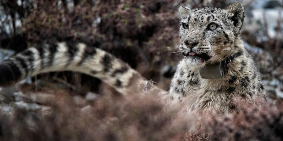 A snow leopard with a GPS collar gazes off into the distance in the snow