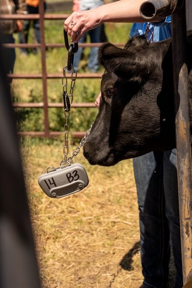 A person places a collar around the neck of a black cow