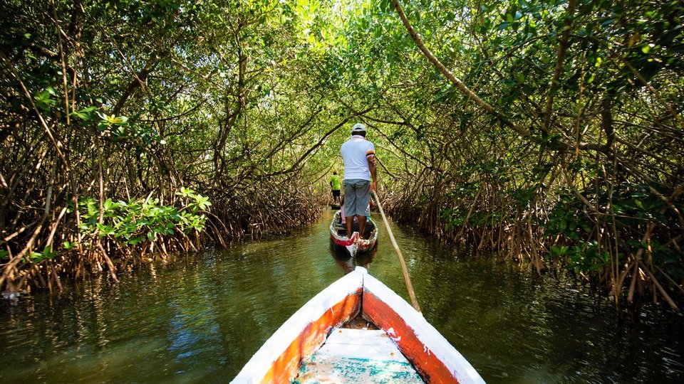 rear view of a man standing up in a small boat pulling another boat along through a mangrove forest