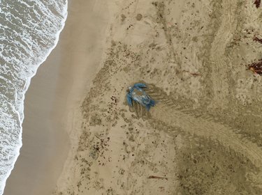 A leatherback turtle moves across the sand