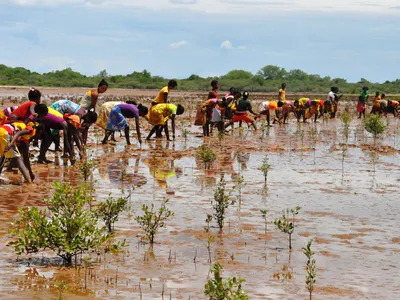 A wide shot of a line of community members in colorful clothing reaching their hands into brown, shallow water to help restore mangrove trees in Madagascar