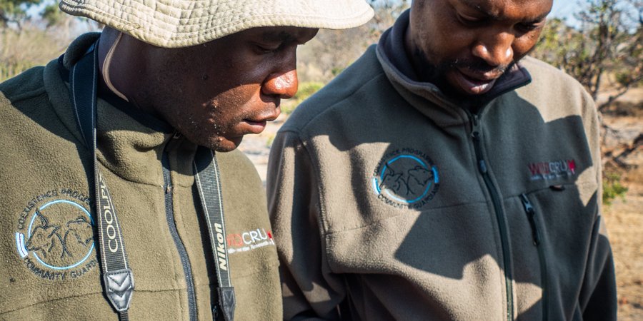 A color photo showing two members of WildCru looking down at their smart phones to see data from collared large carnivores