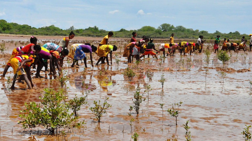 A wide shot of a line of community members in colorful clothing reaching their hands into brown, shallow water to help restore mangrove trees in Madagascar
