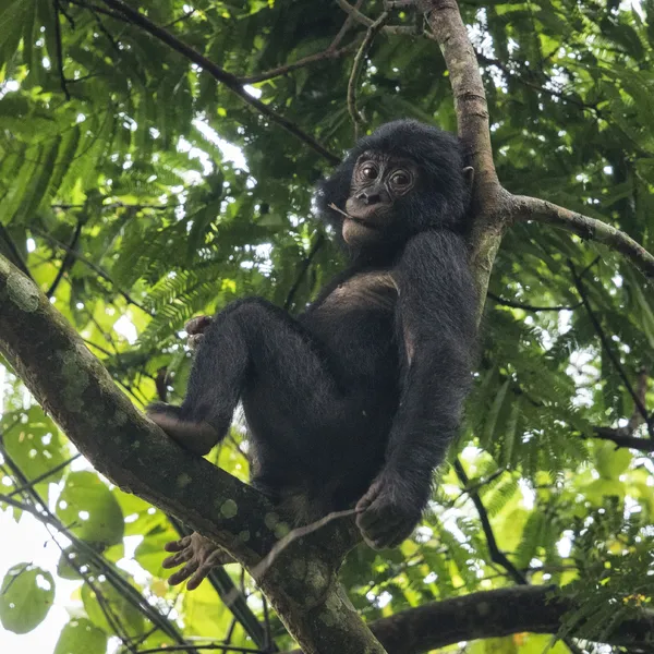 Congo Bonobos Magazine Spring 2018