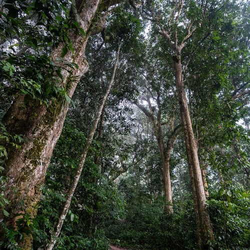 Forest from ground level looking toward the sky