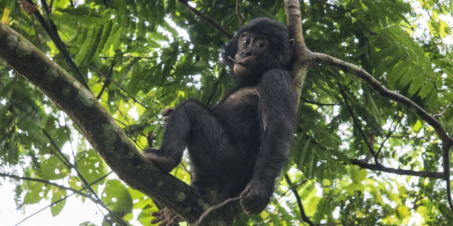 Congo Bonobos Magazine Spring 2018