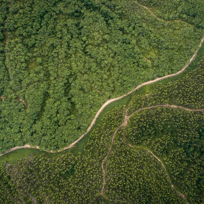 Overhead view of roads in jungle