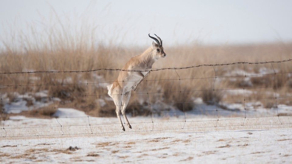 A gazelle leaps over a barbed wire fence in a snowy landscape.