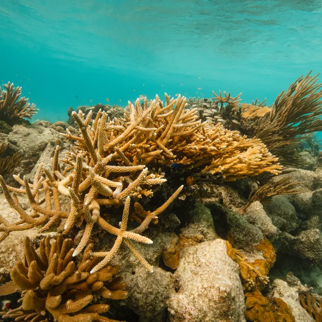 Coral reef Belize Audra Melton WW15733