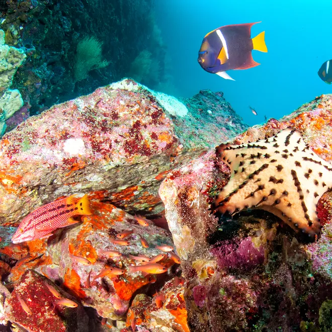 Underwater photo of colorful rocks and fish