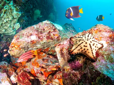 Underwater photo of colorful rocks and fish