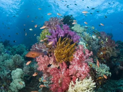 A flourishing coral reef