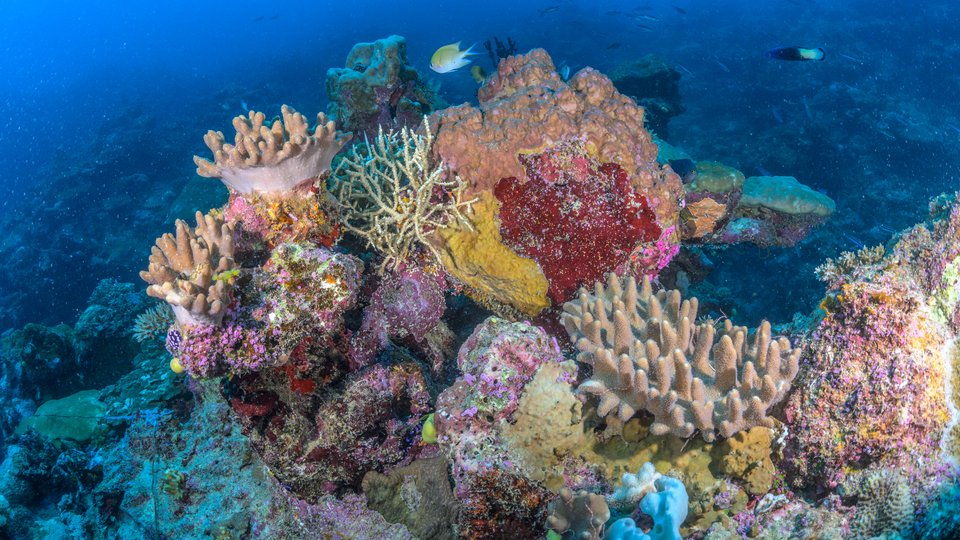 Underwater photo of colorful coral