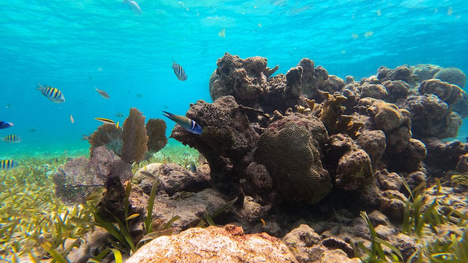 Arrecife de coral submarino rodeado de peces de colores.
