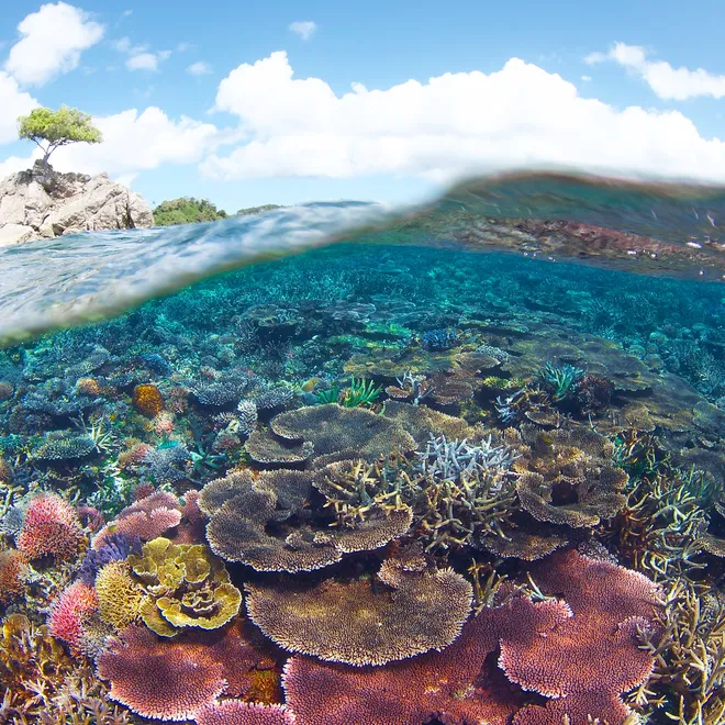 Underwater scenery of coral reefs within the Tun Mustapha Park