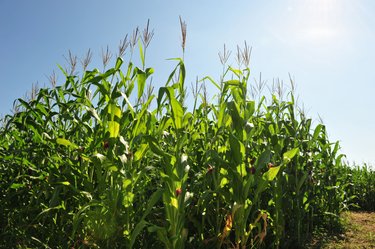 Corn crop in Southern Ontario, Canada