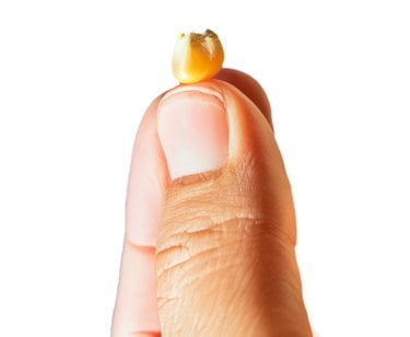A closeup image of two fingers holding single corn kernel