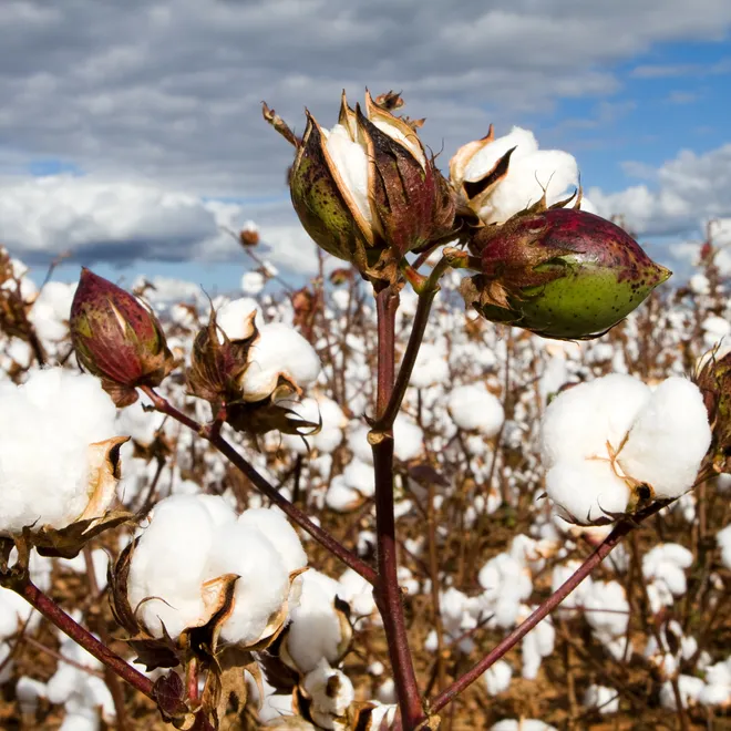 Close up of a field of cotton plants