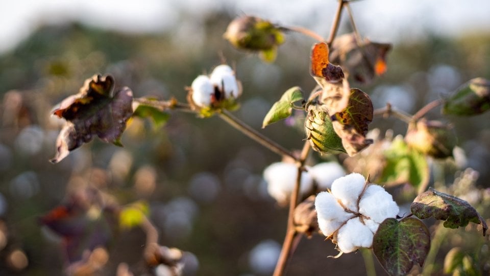 The cotton being taken from the plants is used for clothing, cord and rope, and livestock feed.
