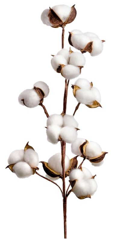 A silhouetted image of a cotton plant a thin brown stalk and white round flowers