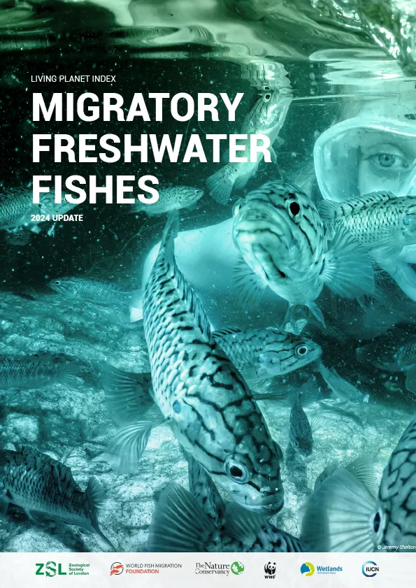 Report cover with blue fish