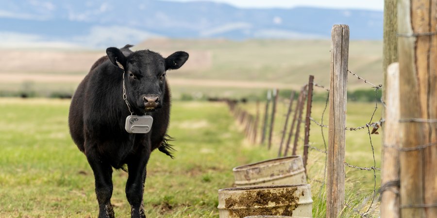 A black cow stands in a grassy pasture with green hills in the background