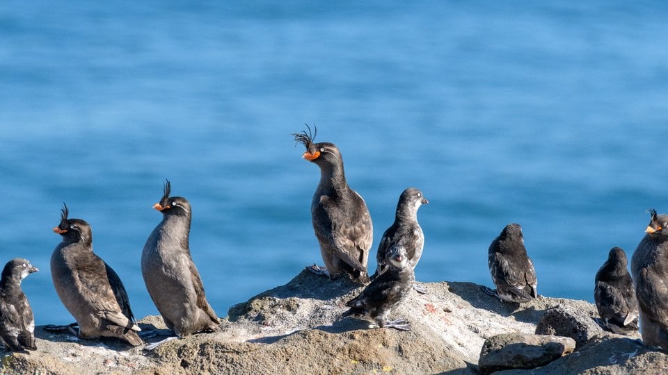 Several birds along cliffside over ocean