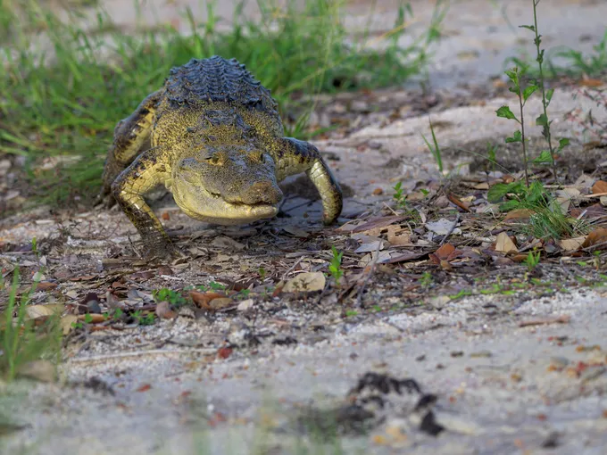 A crocodile crawls over a sandy area