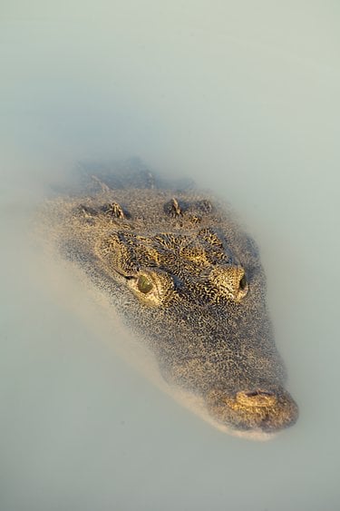 The eyes and snout of a crocodile poke out of cloudy water
