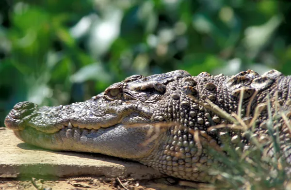 A crocodile (head only) in the sun