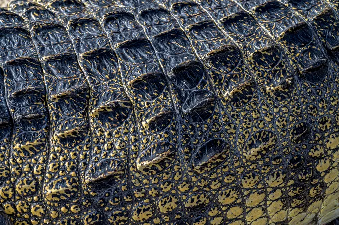 A close up of scales with black and white patterns
