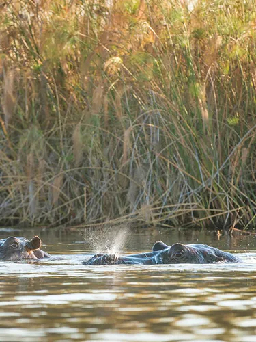 ヒッポ海を渡る　7か国　Hippo Goes Overseas Spy Hippo Explores Underwater Skin Clinic | 4K UHD | Spy In