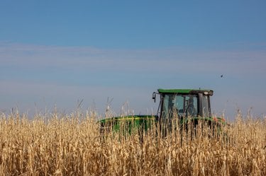 A tractor drives through a field of dead corn stalks