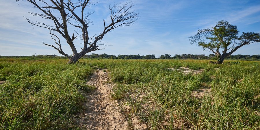 Landscape photo of flat area of grass with leafless tree trunks