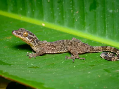 Cyrtodactylus Rukhadeva sits on a green leaf