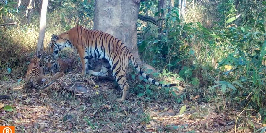 A tigress tends to her two cubs in a protected forest in Thailand