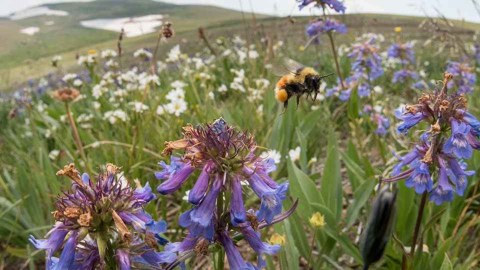 A forest bumble bee visits brightly colored wildflowers at 10,000 feet