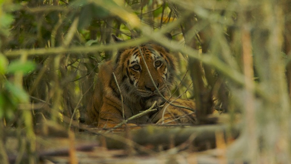 A tiger rests in the undergrowth of a mangrove forest