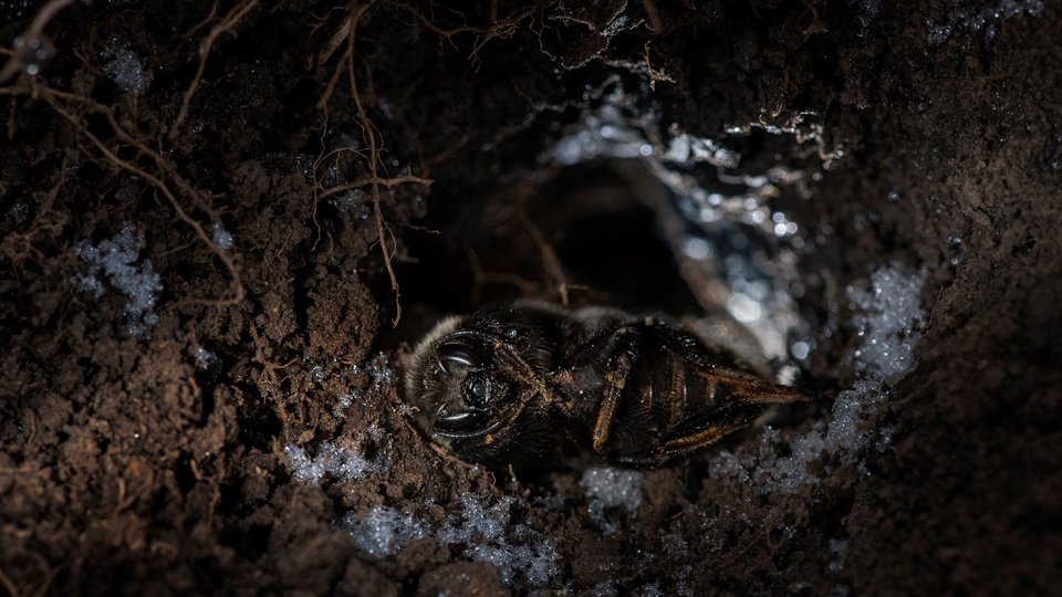 An endangered western bumble bee queen is huddled among dark dirt underground
